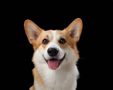 Neşeli bir Pembroke Galli Corgi, koyu siyah bir arkaplana karşı geniş açıyla sırıtıyor, mutluluk saçıyor. Bu köpeğin neşeli tavırları ve parlak gözleri.