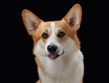 Neşeli bir Pembroke Galli Corgi, koyu siyah bir arkaplana karşı geniş açıyla sırıtıyor, mutluluk saçıyor. Bu köpeğin neşeli tavırları ve parlak gözleri.