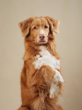 Stüdyoda dikkatle izlenen Nova Scotia Duck Tolling Retriever, stüdyonun hafif ışığına odaklanmış, yumuşak bir bakış.