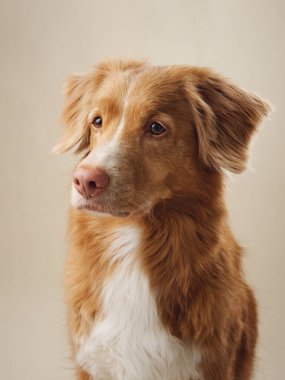 Stüdyoda dikkatle izlenen Nova Scotia Duck Tolling Retriever, stüdyonun hafif ışığına odaklanmış, yumuşak bir bakış.