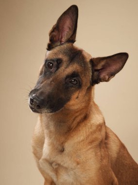 Tarafsız bir zemine karşı Belçika Malinois portresi. Hizmet köpekleri veya hayvan davranışları içeren projeler için mükemmel bir üreme.