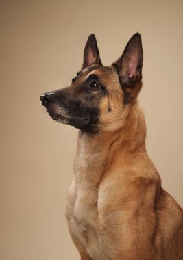 Tarafsız bir zemine karşı Belçika Malinois portresi. Hizmet köpekleri veya hayvan davranışları içeren projeler için mükemmel bir üreme.
