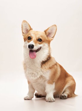 Bir Corgi yumuşak bir arka planda zarif bir şekilde oturur, gözleri ileri bakar ve şakacı bir şekilde dışarı bakar. Poz ve ifade, asalet ve şakacı cazibenin bir karışımını sergiliyor..