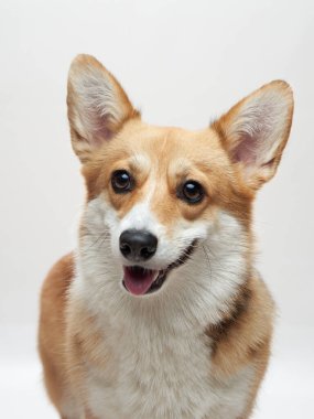 Canlı bir Corgi kameraya sıcak bir şekilde gülümser, canlı ifadesini ve canlı kulaklarını gösterir. Köpekler gülümsüyor ve tetikte duruyorlar. Bir neşe ve dikkat ortamı yaratıyorlar..