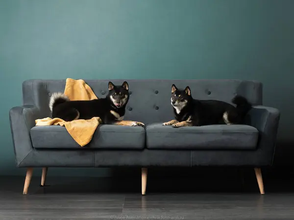 stock image Two Shiba Inu dogs sit attentively on a modern couch, their poised demeanor contrasting with the urban-style backdrop of textured walls.