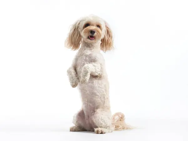 stock image This lively white dog stands on its hind legs, tongue out in a playful gesture. Set against a clean background, its spirited expression and fluffy coat are full of life.