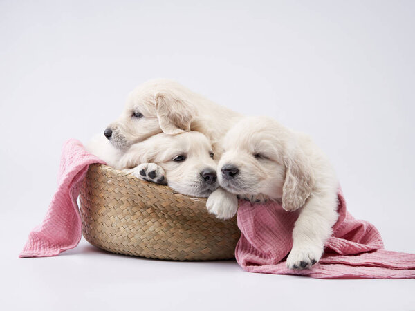 Три очаровательных щенка обнимаются в корзине, задрапированные розовым одеялом, передавая тепло и привязанность брата и сестры.