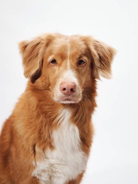 Nova Scotia Duck Tolling, duygusal bakışlı Retriever köpeği, stüdyo ışığı altında sıcak renkli bir ceket göze çarpar.