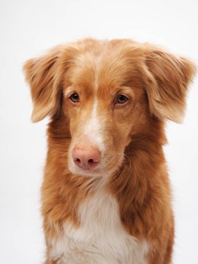 Nova Scotia Duck Tolling, duygusal bakışlı Retriever köpeği, stüdyo ışığı altında sıcak renkli bir ceket göze çarpar.