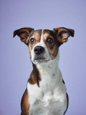 Perçinli kulakları ve yumuşak bakışlarıyla köpek, lavanta arkaplan karşısında kişilik dolu bir profil sunar.