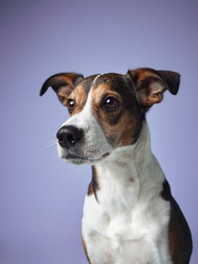 Perçinli kulakları ve yumuşak bakışlarıyla köpek, lavanta arkaplan karşısında kişilik dolu bir profil sunar.