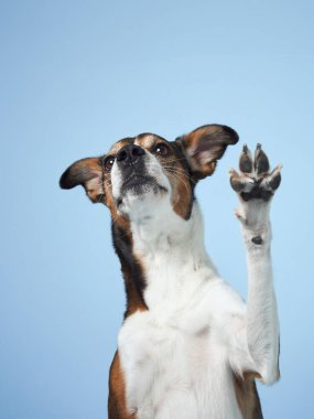 Üç renkli bir köpek bir numara yapar. Pençesini mor bir arka plana kaldırır. Stüdyo ortamında.