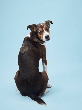 Köpek portresi sessiz bir merak anını yakalar, köpek üç renkli palto ve yumuşak stüdyo ışıklarıyla boyanmış kulaklar