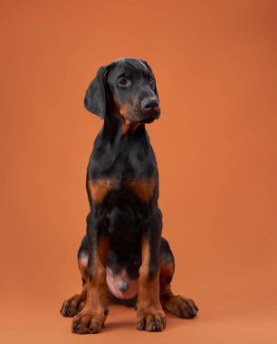 Hazırlıklı bir Doberman Pinscher köpeği turuncu bir fonda parlak siyah ve bronz bir palto sunar.