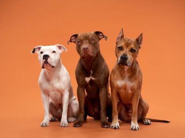 Bir Pitbull Terrier, bir Amerikan Staffordshire Terrier ve bir Pitbull türü de dahil olmak üzere üç sağlam köpek turuncu bir arka plana gururla karşı dururlar.