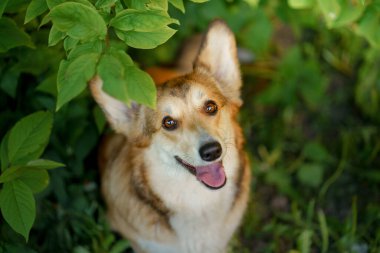 Bir Corgi canlı yeşil yapraklar arasında neşe saçar, parlak gözlerle yukarı bakar..