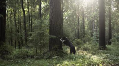 Bir köpek, sık yapraklar ve benekli güneş ışığıyla çevrili bir ağacın tabanını koklayarak ormanı keşfeder..