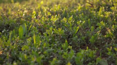 Bir Vizsla köpeği yeşil bitki ve ağaçlarla çevrili açık bir ormanda dikkatlice oturur..