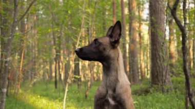 Bir Malinois köpeği ormanda tetikte bekliyor, ağaçlar ve yeşilliklerle yan tarafa bakıyor..