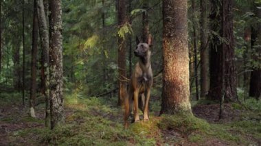 Bir Malinois köpeği sık bir ormandaki bir ağacın yanında dikiliyor ve uzaklığa bakıyor..