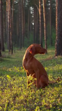 Bir Vizsla köpeği yeşil bitki ve ağaçlarla çevrili açık bir ormanda dikkatlice oturur..