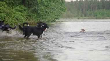 Birkaç köpek gölün kenarında oynuyor, bazıları suda, bazıları da kıyıda..