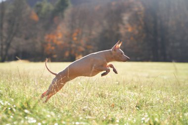 Bir Amerikan Kılsız Teriyeri arka planda bir ormanla çimenli bir tarlada sıçrıyor..