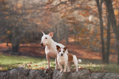 Bir boğa teriyeri ve bir Jack Russell teriyeri sonbahar ormanında taş bir duvarda duruyorlar..