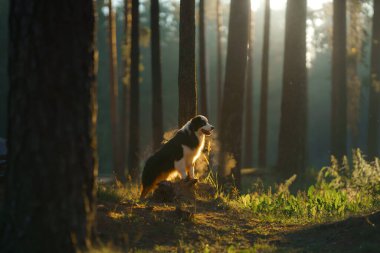 Dengeli bir Avustralya kurdu yemyeşil bir ormanda oturuyor, paltosu sisli arka planla çelişiyor. Huzurlu ortam, köpeklerin doğal güzelliklerinin ortasındaki sakinliği vurguluyor..