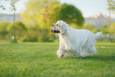Bu Uykucu Spaniel renkli bahar çiçekleriyle çevrili sessiz bir anın tadını çıkarıyor..