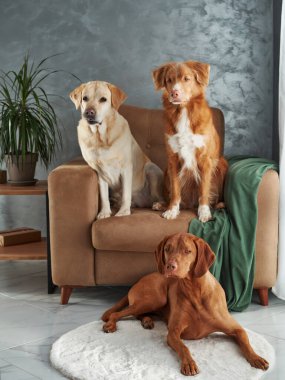 Dört köpekten oluşan dostane bir toplantı, evde uyumlu bir karışım. Bir Labrador, Vizsla, Nova Scotia Duck Tolling Retriever ve Jack Russell Terrier şık bir yaşam alanında bir araya geldiler.