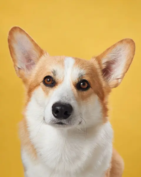 stock image A poised Pembroke Welsh Corgi dog against a vibrant yellow backdrop, displaying the breeds characteristic attentive ears and warm, intelligent gaze