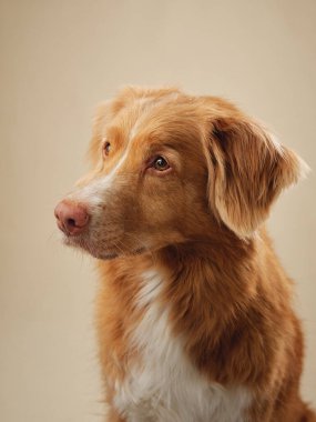 Stüdyoda dikkatle izlenen Nova Scotia Duck Tolling Retriever, stüdyonun hafif ışığına odaklanmış, yumuşak bir bakış.