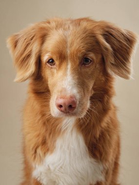Stüdyoda dikkatle izlenen Nova Scotia Duck Tolling Retriever, stüdyonun hafif ışığına odaklanmış, yumuşak bir bakış.