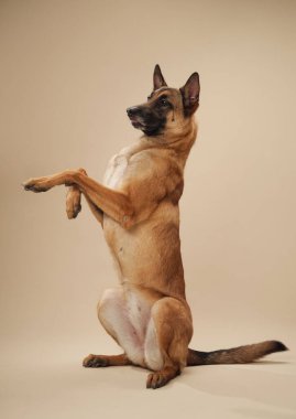 Belçikalı Malinois bir stüdyo ortamında arka ayakları üzerinde durarak bir numara yapıyor. Bu duruş köpek eğitimini gözler önüne seriyor.