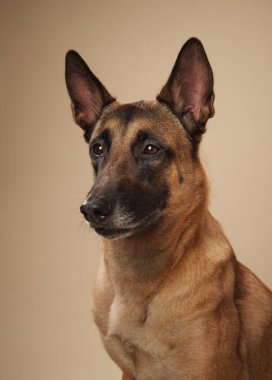 Tarafsız bir zemine karşı Belçika Malinois portresi. Hizmet köpekleri veya hayvan davranışları içeren projeler için mükemmel bir üreme.