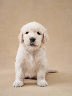 Meraklı bir Golden Retriever köpeği, pembe kurdeleler ve yumuşak çiçeklerle süslenmiş pastel renkli bir kutudan dışarı çıkar. Parlak gözleri merak ve keşiflerle doludur..