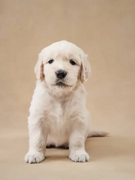 stock image A curious Golden Retriever puppy peers out from a pastel-colored box adorned with pink ribbons and soft floral decorations, its bright eyes full of wonder and exploration.