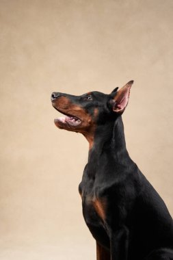 Bir Doberman, hareketin ortasında dinamik bir duruş ve yoğun bir odaklanma sergileyerek yakalandı. Zayıf kasları ve dengeli duruşu çevikliğini ve hazırlığını vurgular..