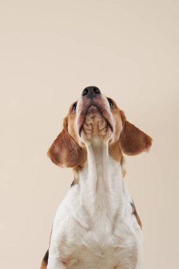 Bir Beagle köpeği meraklı ve özenli bir ifadeyle yukarı bakar, kulakları mükemmel bir şekilde tetikte ve meraklı doğasını sade bir arka plana yansıtır..