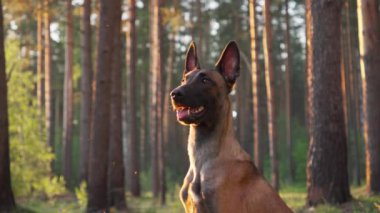 Bir Malinois köpeği, uzun ağaçlar ve güneş ışığıyla çevrili bir ormanda dikkatlice oturuyor..