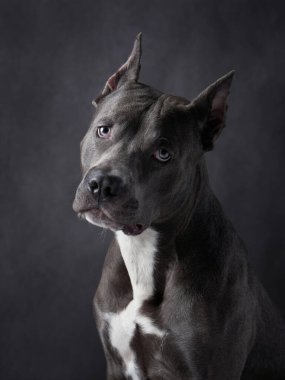Pitbull köpeği doğrudan kameraya bakar. Keskin bakışları, güçlü kişiliğini ve keskin zekasını yansıtır..
