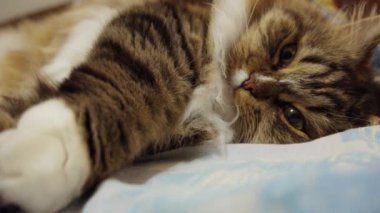 Yumuşak bir kedi rahatça bir yatakta dinlenir, rahat ve huzurlu bir ifade verir..