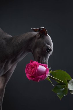 Bir İtalyan Greyhound 'u nazikçe ağzında pembe bir gül tutar. Yumuşak ışıklandırma ve koyu arkaplan narin ve zarif tavırlarını vurgular..
