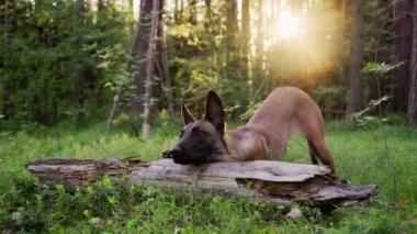 Bir Malinois köpeği ormandaki bir kütüğe uzanmış, yeşil ve yumuşak güneş ışığıyla çevrili..