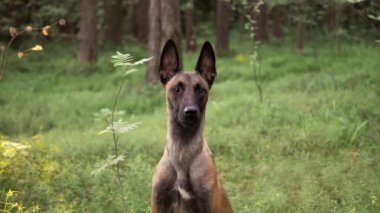 Bir Malinois köpeği oturuyor ve ormana bakıyor, yemyeşil ve güneş ışığıyla çevrili..