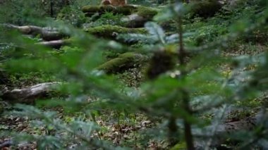 Bir Nova Scotia Duck Tolling Retriever güneşli bir ormanda yosun kaplı bir kütüğün üzerinde dinleniyor. Köpek rahat görünüyor, yemyeşil ile çevrili..