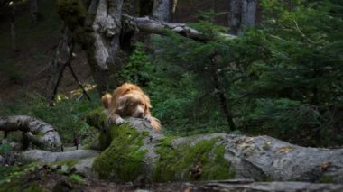 Bir Nova Scotia Duck Tolling Retriever güneşli bir ormanda yosun kaplı bir kütüğün üzerinde dinleniyor. Köpek rahat görünüyor, yemyeşil ile çevrili..