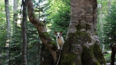Ormandaki büyük bir ağacın arkasına kısmen gizlenmiş bir Jack Russell Terrier. Görüntü, köpeğin doğal ortamındaki oyunculuğunu yakalar..