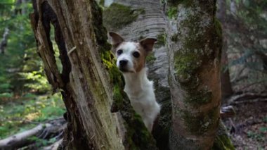 Bir Jack Russell Terrier ağaçlık bir alanda ağaç gövdesinin arkasından gözetliyor. Köpek meraklı görünüyor, ormana karışıyor..